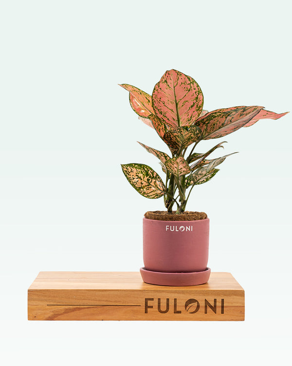 Aglaonema Pink Beauty