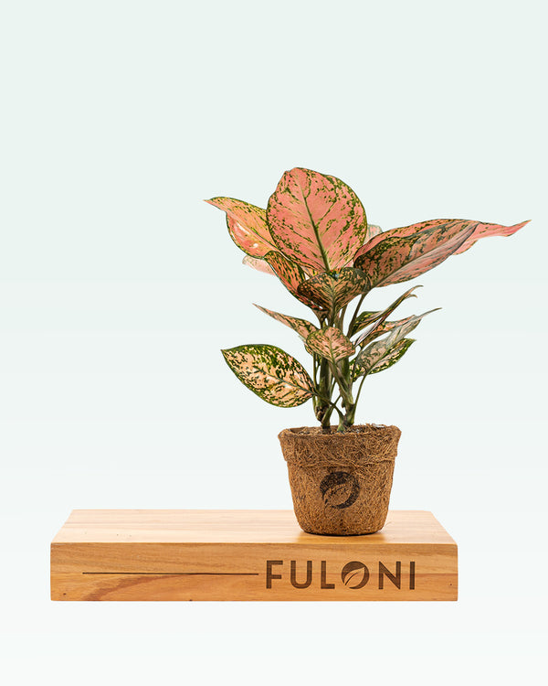 Aglaonema Pink Beauty