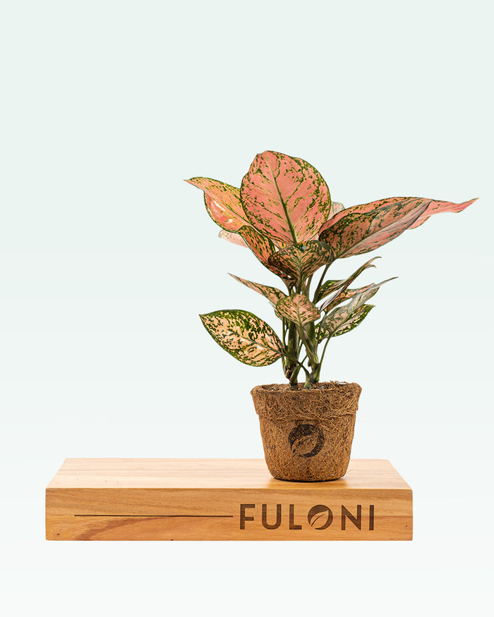 Aglaonema Pink Beauty