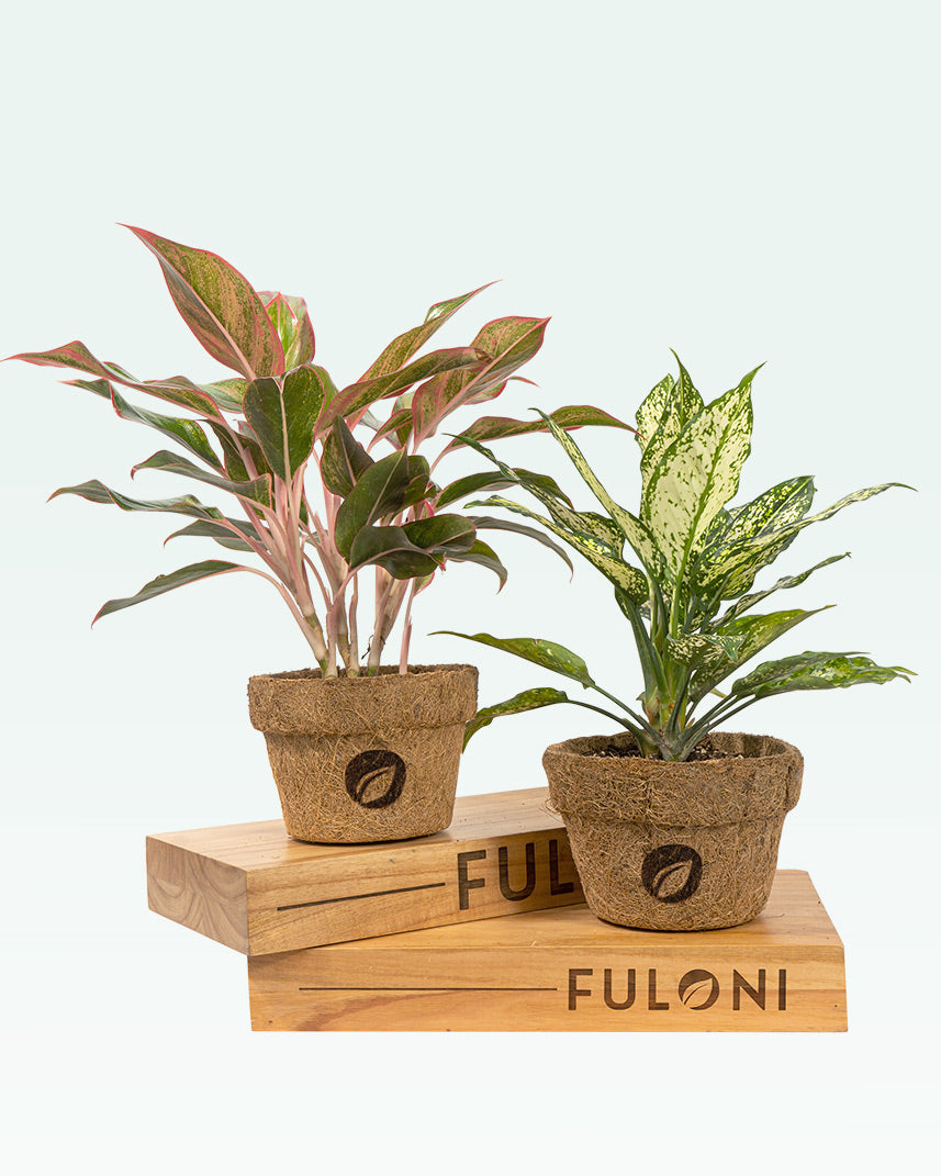 air purifying plants set Air Purifying Set