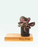Load image into Gallery viewer, Calathea Roseopicta Rosy