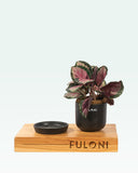 Load image into Gallery viewer, Calathea Roseopicta Rosy