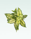 Load image into Gallery viewer, Aglaonema Snow White