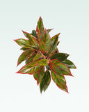 Load image into Gallery viewer, Red Aglaonema Lipstick