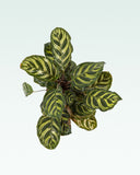 Load image into Gallery viewer, Calathea Peacock Plant