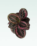 Load image into Gallery viewer, Calathea Roseopicta Dottie