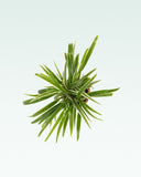 Load image into Gallery viewer, Chlorophytum Spider Plant