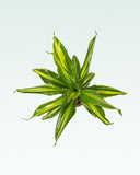 Load image into Gallery viewer, Dracaena Fragrans