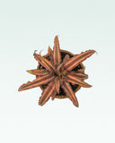 Load image into Gallery viewer, Earth Star Plant