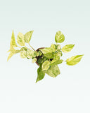 Load image into Gallery viewer, Marble Queen Money Plant