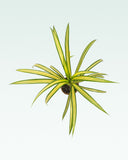 Load image into Gallery viewer, Pandanus Variegated