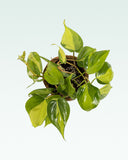 Load image into Gallery viewer, Philodendron Brasil