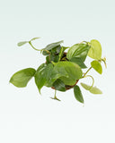 Load image into Gallery viewer, Philodendron Oxycardium Green