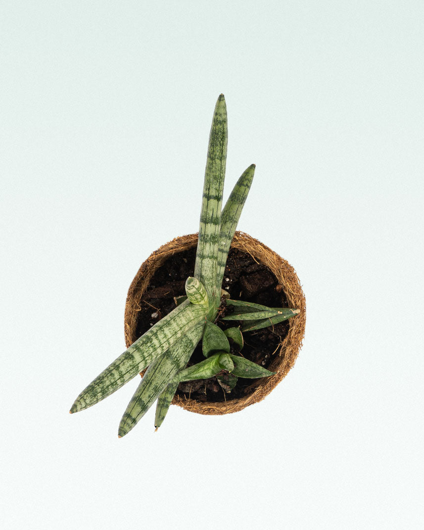 boncel sansevieria Sansevieria Boncel