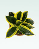 Load image into Gallery viewer, Sansevieria Golden Hahnii