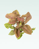 Load image into Gallery viewer, Syngonium Pink