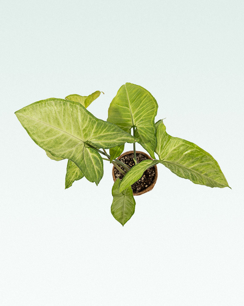 Syngonium Plante suspendue artificielle 50cm panachée